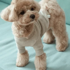 Small Stuff Logo Sweatshirt Oatmeal Melange New