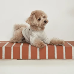 Small Stuff Logo Sweatshirt Oatmeal Melange New