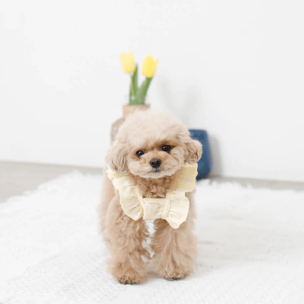 Cheap π Mon Cheri New Flower Print Ruffle π Dress π 7 Mon Cheri New Flower Print Ruffle Dress