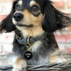 Two Tails Pet Company Style Loyal AF Collar Charm Black