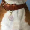 Best reviews of ๐ Two Tails Pet Company Style Loyal AF Collar Charm Pink ๐ 2 Two Tails Pet Company Style Loyal AF Collar Charm Pink