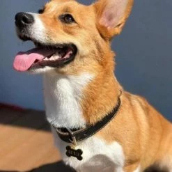 Two Tails Pet Company Style Treat Yo Self Collar Charm Black