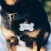 Discount โ Two Tails Pet Company Treat Yo Self Collar Charm White Style ๐ฏ 2 Two Tails Pet Company Treat Yo Self Collar Charm White Style