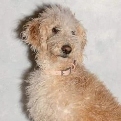 Wild One Modern Dog Collar Blush