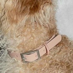 Wild One Modern Dog Collar Blush