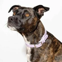 Wild One Modern Dog Collar Lilac
