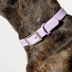 Coupon 👏 Wild One Modern 🐕 Dog Collar Lilac 👏 10 Wild One Modern Dog Collar Lilac