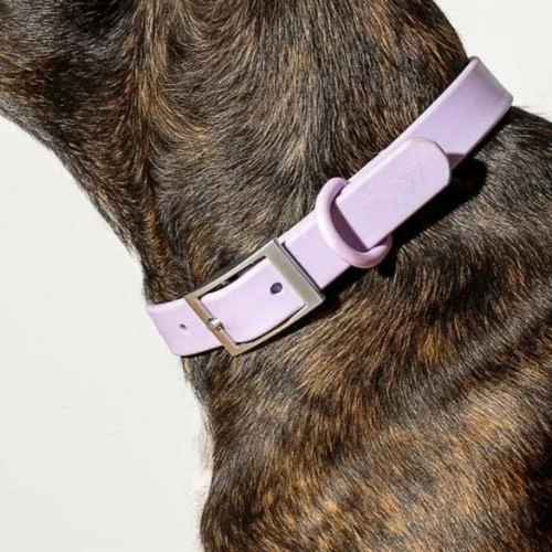 Coupon 👏 Wild One Modern 🐕 Dog Collar Lilac 👏 6 Wild One Modern Dog Collar Lilac