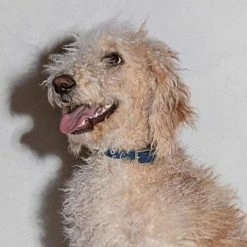 Wild One Modern Dog Collar Navy