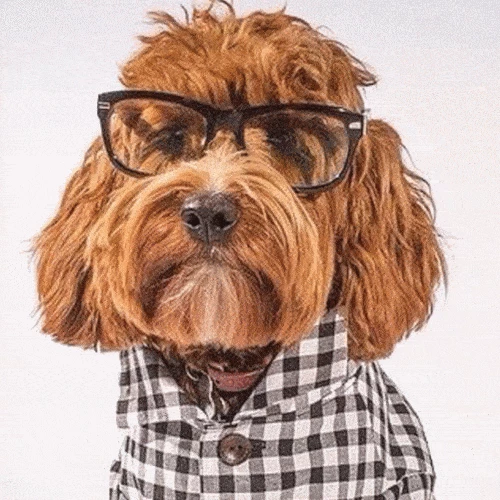 Brand new ✨ Dog Threads Gingham Button Down ❤️ 5 Dog Threads Gingham Button Down