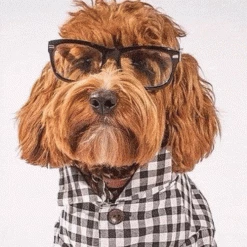 Dog Threads Gingham For Gentle Giants