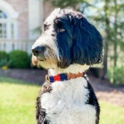 Gianni Cooling Walk The GCRouge Collar