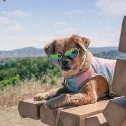 The Paw Wag Company Style Heart Rainbow Sunglasses Gold