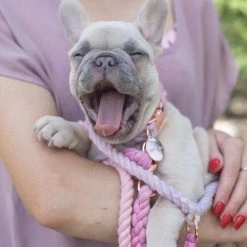 Notyers Sunset Leash Walk