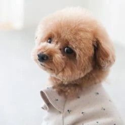 Mon Cheri Berry Frill Top Tan Wear