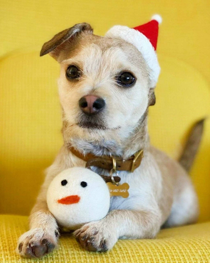 Coupon โ๏ธ MODERNBEAST Live Snowman Beast Toy ๐ฅ 5 MODERNBEAST Live Snowman Beast Toy