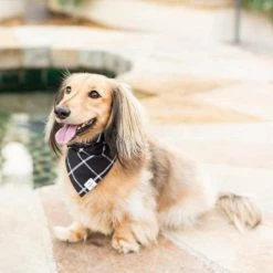 The Foggy Dog Windowpane Check Black Dog Bandana Bandanas And Scarves